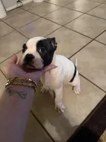 Rocky, a male Boston Terrier for sale in San Antonio, TX – Photo 2 of 3