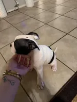 Rocky, a male Boston Terrier for sale in San Antonio, TX – Photo 3 of 3