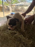 Peanut, a male Boston Terrier for sale in San Antonio, TX – Photo 3 of 4