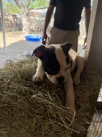 Peanut, a male Boston Terrier for sale in San Antonio, TX – Photo 4 of 4