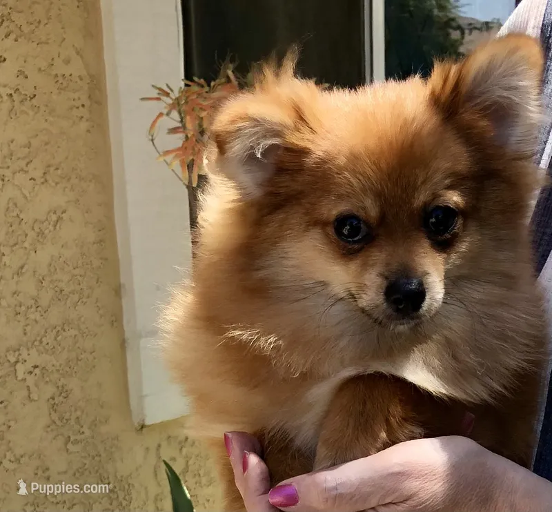 AKC male – Pomeranian puppy for sale in Lancaster, CA
