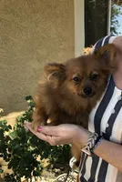 AKC Boy, a male Pomeranian for sale in Lancaster, CA – 2 of 6