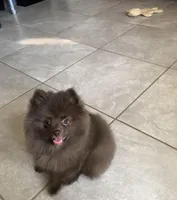 Talia, a female Pomeranian for sale in Lancaster, CA – Photo 2 of 10