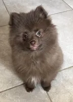 Talia, a female Pomeranian for sale in Lancaster, CA – Photo 3 of 10