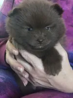 Talia, a female Pomeranian for sale in Lancaster, CA – Photo 8 of 10