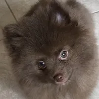 Talia, a female Pomeranian for sale in Lancaster, CA – Photo 9 of 10