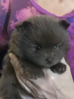 Talia, a female Pomeranian for sale in Lancaster, CA – Photo 4 of 10