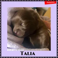 Talia, a female Pomeranian for sale in Lancaster, CA – Photo 6 of 10