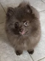 Talia, a female Pomeranian for sale in Lancaster, CA – Photo 10 of 10