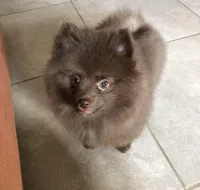 Talia, a female Pomeranian for sale in Lancaster, CA – Photo 7 of 10