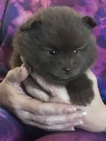 Talia, a female Pomeranian for sale in Lancaster, CA – Photo 5 of 10