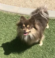 Nadia, a female Pomeranian for sale in Lancaster, CA – Photo 3 of 7