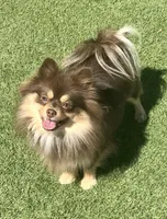 Nadia, a female Pomeranian for sale in Lancaster, CA – Photo 6 of 7