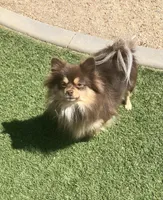 Nadia, a female Pomeranian for sale in Lancaster, CA – Photo 2 of 7