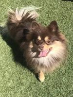 Nadia, a female Pomeranian for sale in Lancaster, CA – Photo 1 of 7