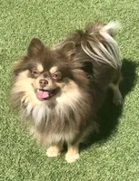 Nadia, a female Pomeranian for sale in Lancaster, CA – Photo 4 of 7