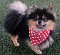 AKC Pomeranian , a male Pomeranian for sale in Lancaster, CA – 5 of 7