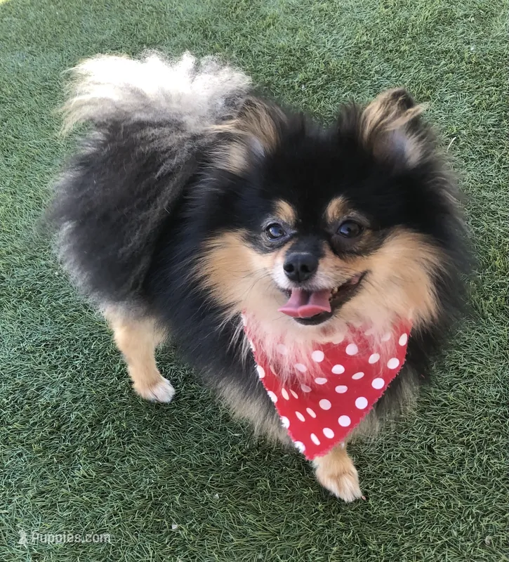 AKC Pomeranian  – Pomeranian puppy for sale in Lancaster, CA