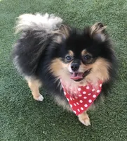 AKC Pomeranian , a male Pomeranian for sale in Lancaster, CA – 1 of 7