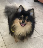 AKC Pomeranian , a male Pomeranian for sale in Lancaster, CA – 4 of 7