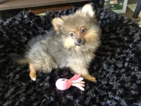 AKC Apollo, a male Pomeranian for sale in Lancaster, CA – Photo 4 of 7