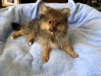 AKC Apollo, a male Pomeranian for sale in Lancaster, CA – Photo 2 of 7