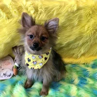 AKC Boy, a male Pomeranian for sale in Lancaster, CA – Photo 3 of 4