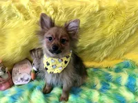 AKC Boy, a male Pomeranian for sale in Lancaster, CA – Photo 3 of 4