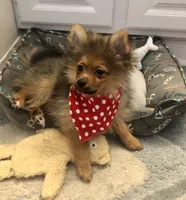 AKC Apollo, a male Pomeranian for sale in Lancaster, CA – Photo 6 of 7