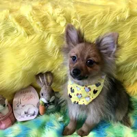 AKC Boy, a male Pomeranian for sale in Lancaster, CA – Photo 4 of 4