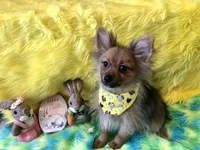 AKC Boy, a male Pomeranian for sale in Lancaster, CA – Photo 4 of 4