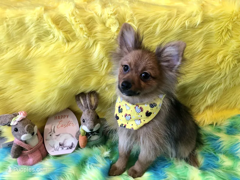 AKC Boy, a male Pomeranian for sale in Lancaster, CA – Photo 1 of 4
