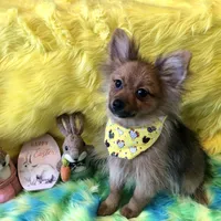 AKC Boy, a male Pomeranian for sale in Lancaster, CA – Photo 1 of 4