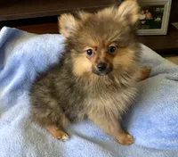 AKC Apollo, a male Pomeranian for sale in Lancaster, CA – Photo 5 of 7