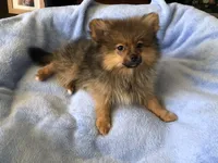 AKC Apollo, a male Pomeranian for sale in Lancaster, CA – Photo 3 of 7