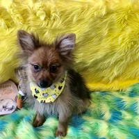 AKC Boy, a male Pomeranian for sale in Lancaster, CA – Photo 2 of 4