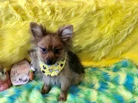 AKC Boy, a male Pomeranian for sale in Lancaster, CA – Photo 2 of 4