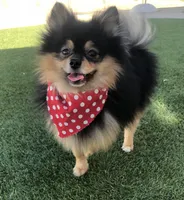 AKC Pomeranian , a male Pomeranian for sale in Lancaster, CA – 7 of 7