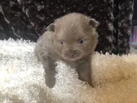 Sami, a male Pomeranian for sale in Lancaster, CA – Photo 3 of 7