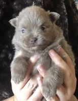 Sami, a male Pomeranian for sale in Lancaster, CA – Photo 5 of 7