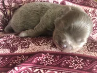 Sami, a male Pomeranian for sale in Lancaster, CA – Photo 6 of 7