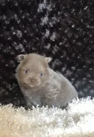 Sami, a male Pomeranian for sale in Lancaster, CA – Photo 7 of 7