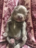 Sami, a male Pomeranian for sale in Lancaster, CA – Photo 4 of 7