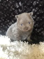 Sami, a male Pomeranian for sale in Lancaster, CA – Photo 1 of 7