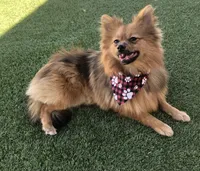 AKC Pomeranian , a male Pomeranian for sale in Lancaster, CA – 5 of 5