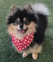 AKC Pomeranian , a male Pomeranian for sale in Lancaster, CA – 2 of 7