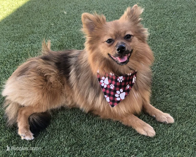 AKC Pomeranian  – Pomeranian puppy for sale in Lancaster, CA