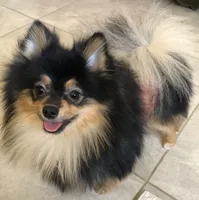 AKC Pomeranian , a male Pomeranian for sale in Lancaster, CA – 6 of 7