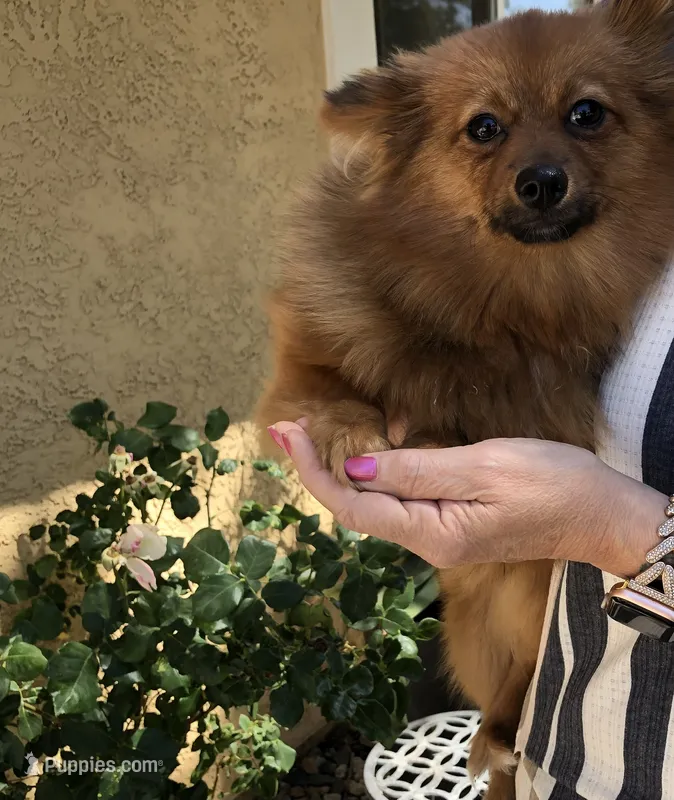AKC Boy – Pomeranian puppy for sale in Lancaster, CA