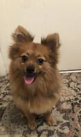AKC Pomeranian , a male Pomeranian for sale in Lancaster, CA – 4 of 5